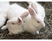 White Bunnies. Photo size 5 x 7 inch