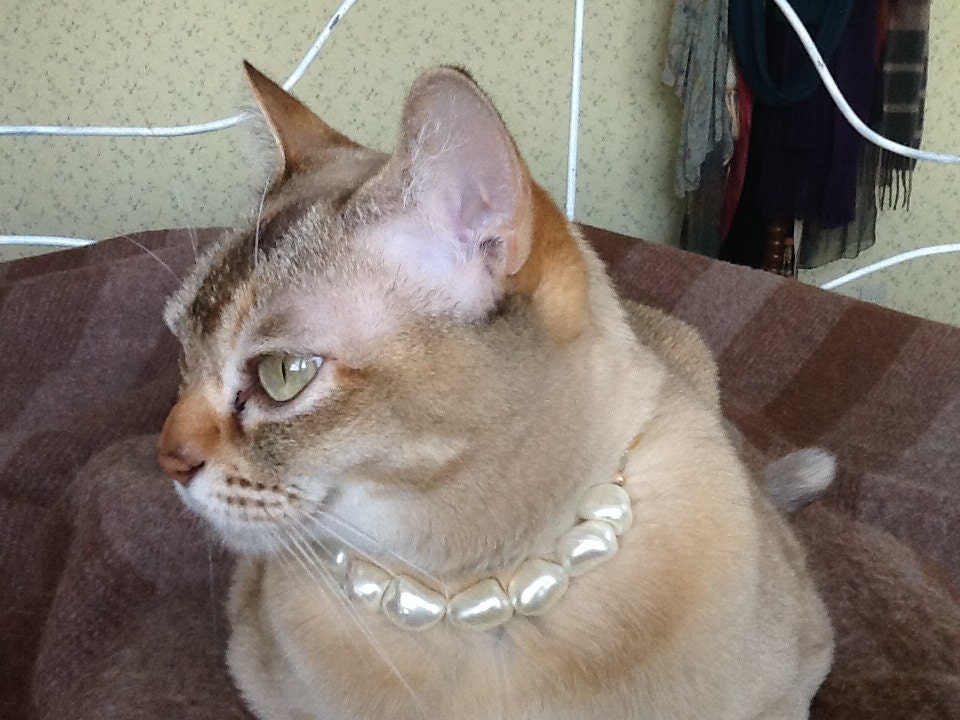 Pearl cat collar with safety clasp