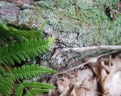 Fern - Fine Art Photography Close up Ant Nature Fern Leaves Log