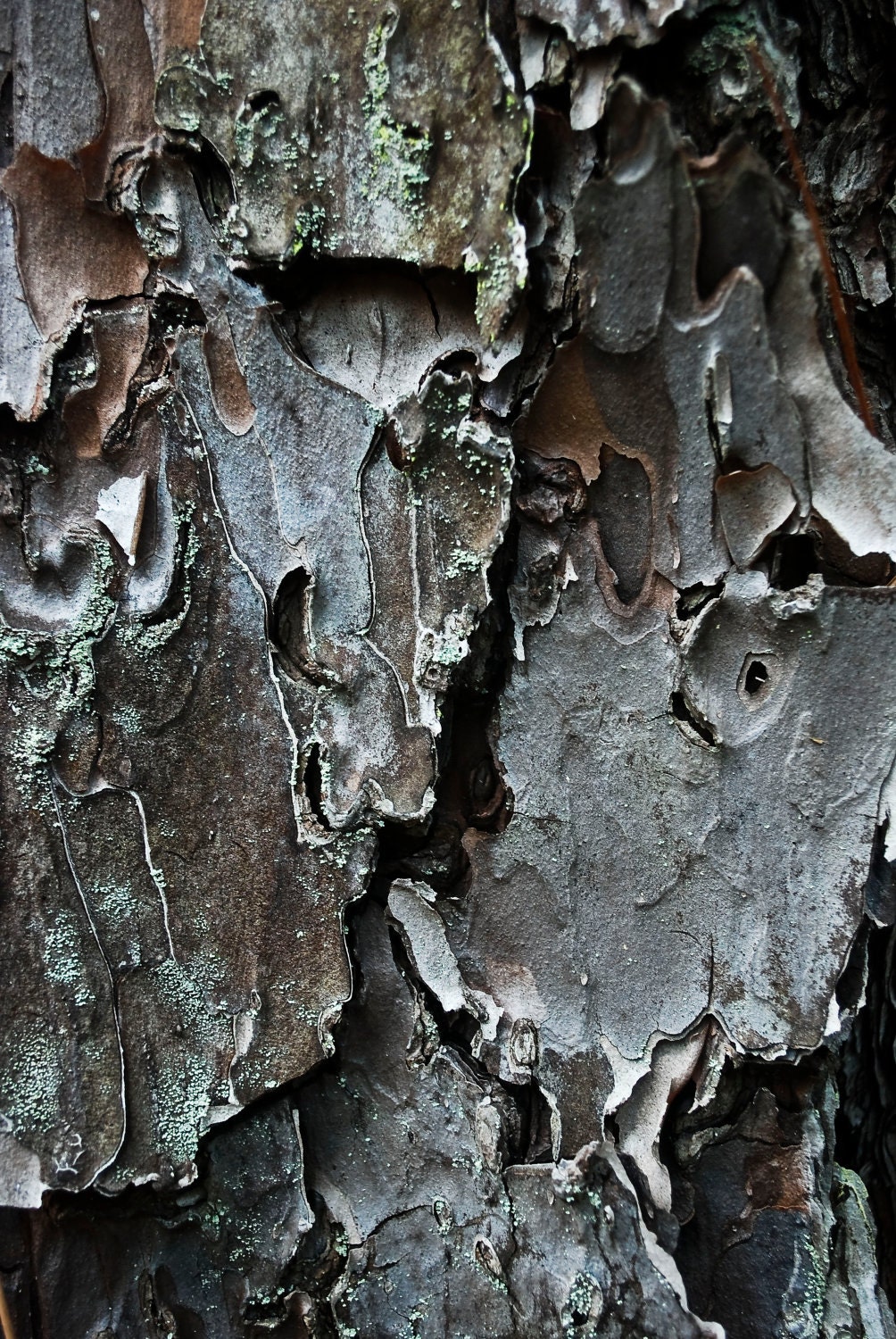 Swirl - Fine Art Photography Tree Bark Abstract Close Up