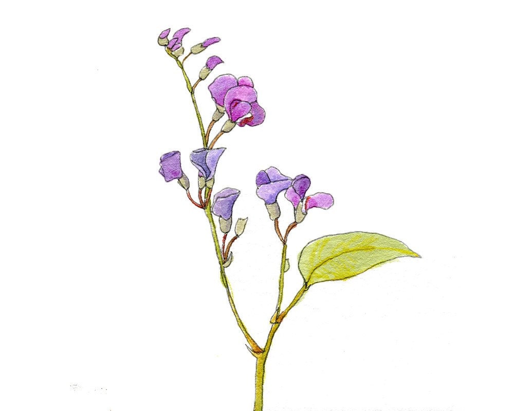 Botanical Print, Purple Vine, 4x4