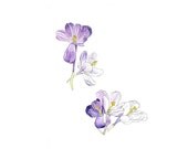 Purple Crocus, Eco-Friendly Botanical Print, 5 x 7