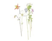 Ashland Wildflowers, Eco Friendly Print 4x5