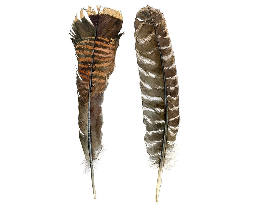 Nature Illustration, Wild Turkey Feathers, 8x10 Art Print