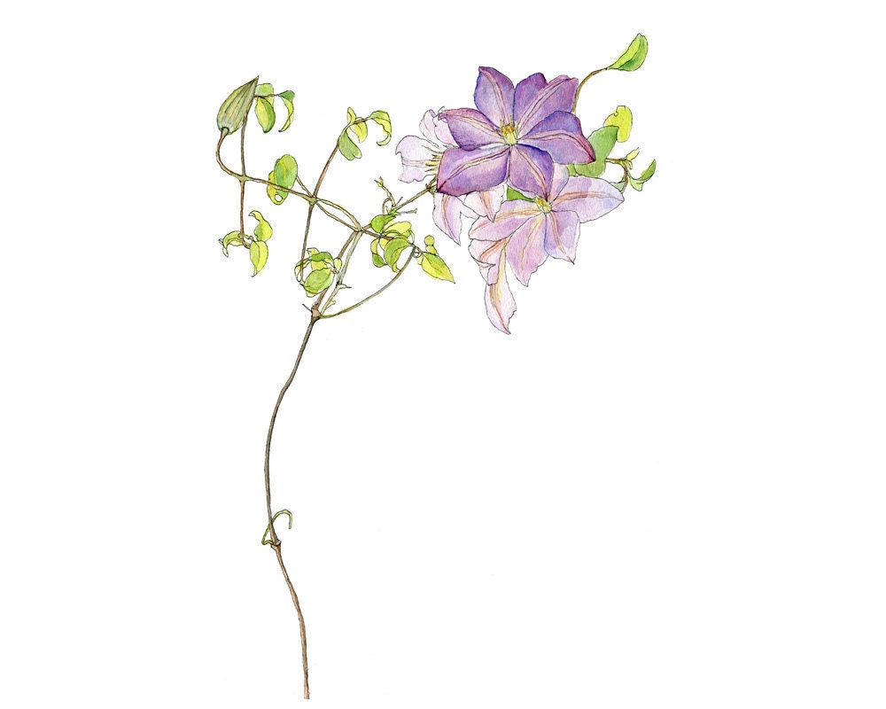 Lilac Clematis, Eco-Friendly Botanical Print, 8x10