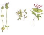 North Carolina Spring, Eco Friendly Botanical Print, 8x10