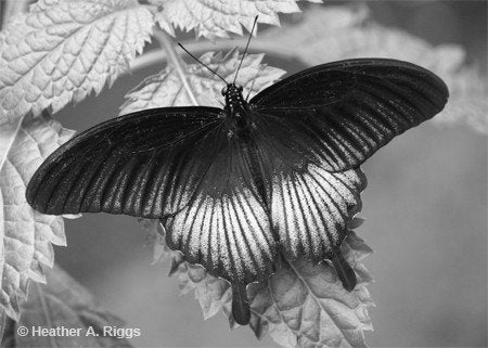 Butterfly, Black and White, pattern, gray, soft