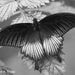 Butterfly, Black and White, pattern, gray, soft