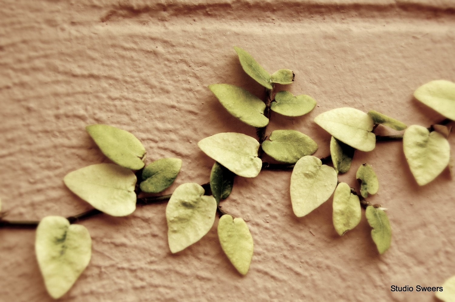Where the Ivy Meets the Brick