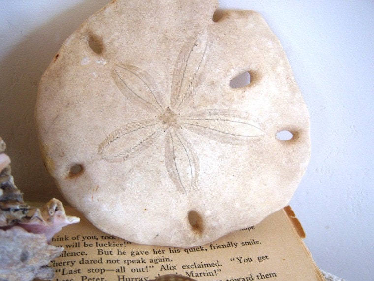 Vintage Coastal Home Sand Dollar Ocean Shell Collection