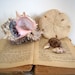 Vintage Coastal Home Sand Dollar Ocean Shell Collection