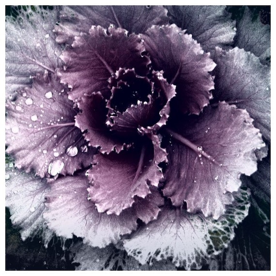 Blossoming - 8x8 Original Fine Art Photograph - Purple flower covered in dew- Winter - Autumn - Floral
