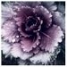 Blossoming - 8x8 Original Fine Art Photograph - Purple flower covered in dew- Winter - Autumn - Floral
