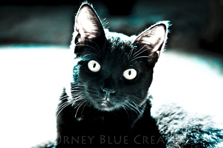 Figment - Digital Image - Kitten Cat Animal Pet