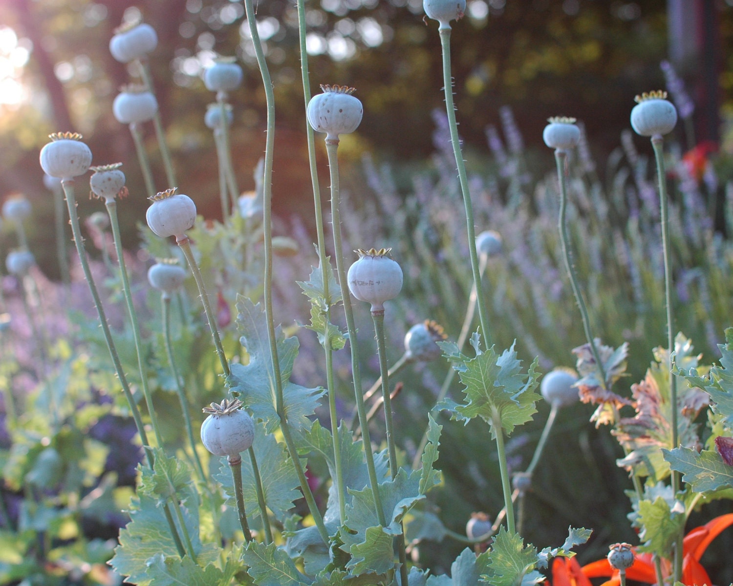 Evening Poppies - 8 by 10 print