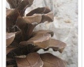 nature inspired original fine art photograph - Princess Pine - 5x7 inch print - pine cone