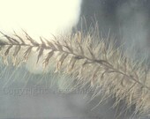 Blue Gray Gold Grass Botanical Photography Print (10x8) -  Soft Light - Rustic Dreamy Silver Gray Silver Blue Art