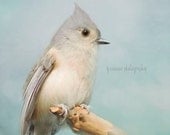 Blue Titmouse Bird Photography - A Moment's Rest - Spring Silver Blue Gray Feathers Titmouse Winter Bird Nature Photography Print (8x10)