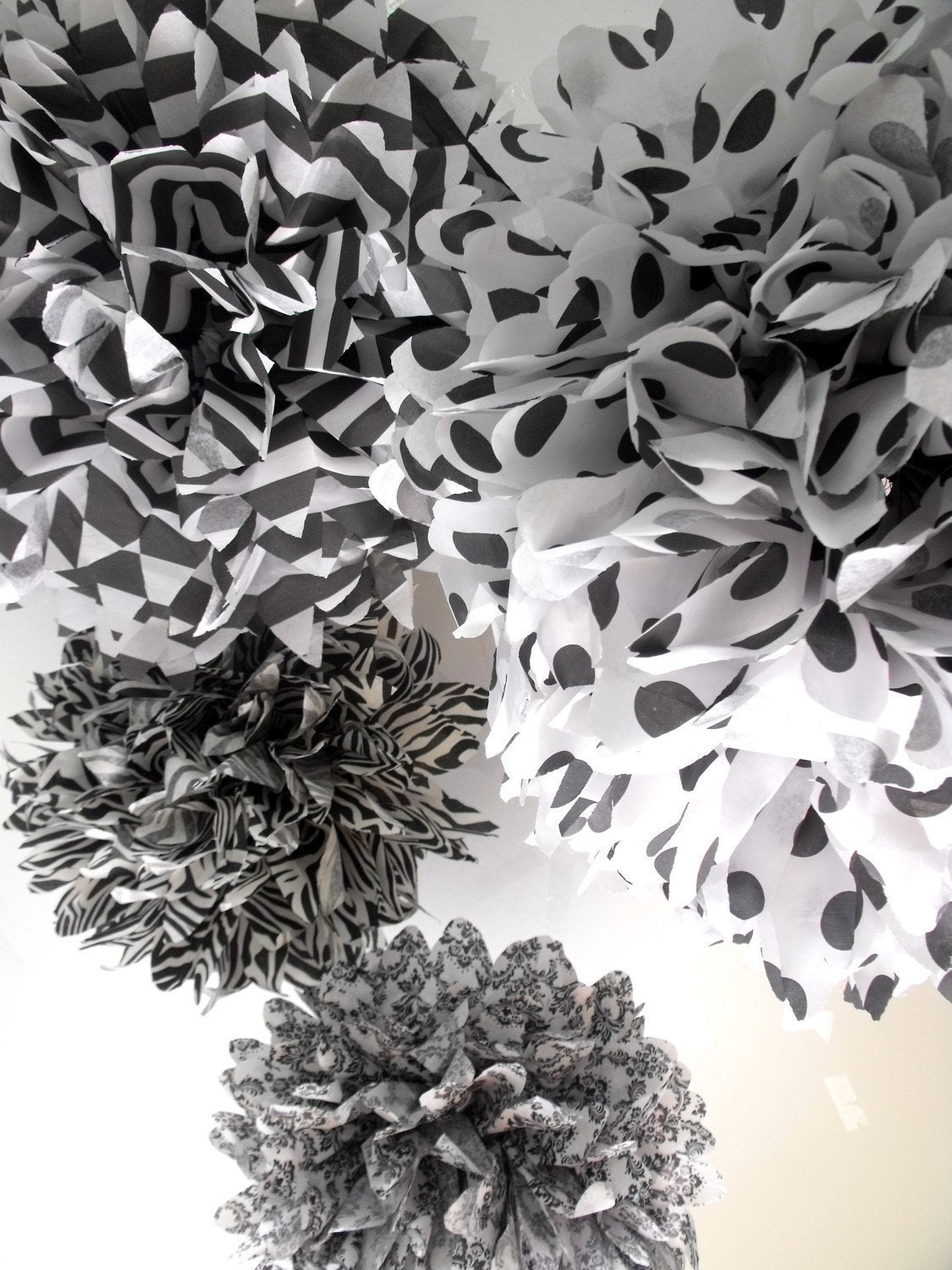 black white and read all over... 5 poms