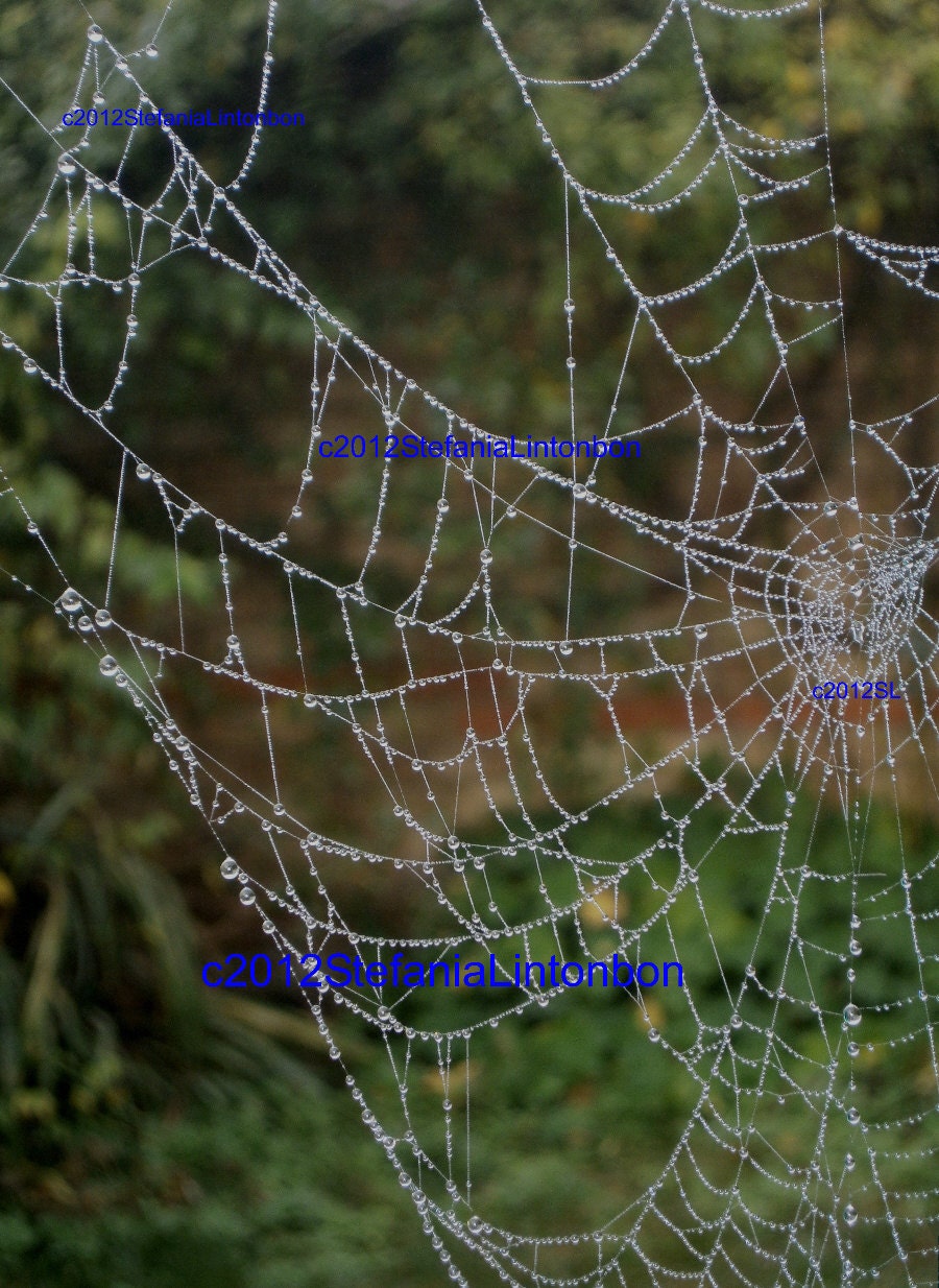 Jewel Dewdrop Spider  Web - Digital JPEG file Emailed to you