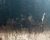 Matted 5x7 Digital Photo Print of a White Tailed Deer -  Entitled Delicate Morning