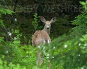 Matted 5x7 Photo - White Tailed Deer - Digital Print  - Looking Back - White Tailed Doe