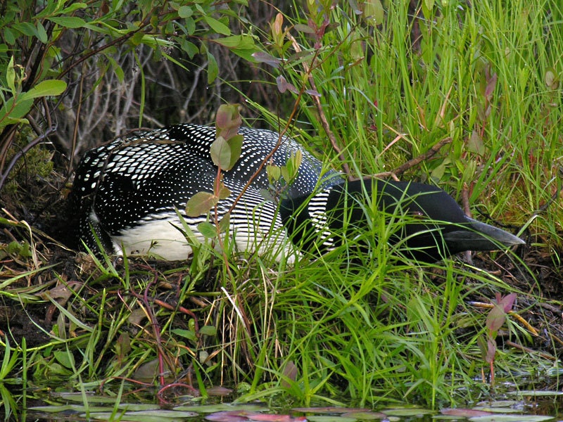 Signed Matted 5x7 Loon Photo, Nesting Loon, Entitled -  Almost Invisible - Nesting Common Loon