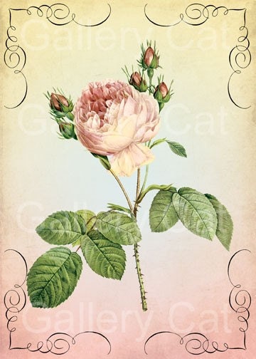 Sweet Cabbage Rose Digital Collage Sheet  Large Instant Download Paper Crafts Iron on Transfer Wall Art by GalleryCat CS45