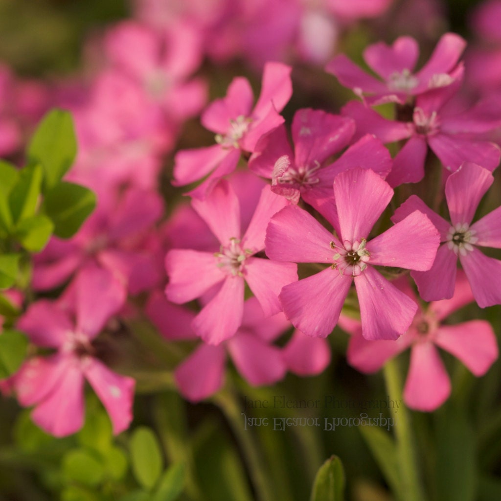 Wild Pink - Nature photograph 8" x 8" square photo, botanical Sllene caroliniana, hot pink