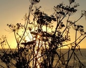 California sunset photograph, Queen Anne's Lace in San Diego 9" x 12" fine art print, signed