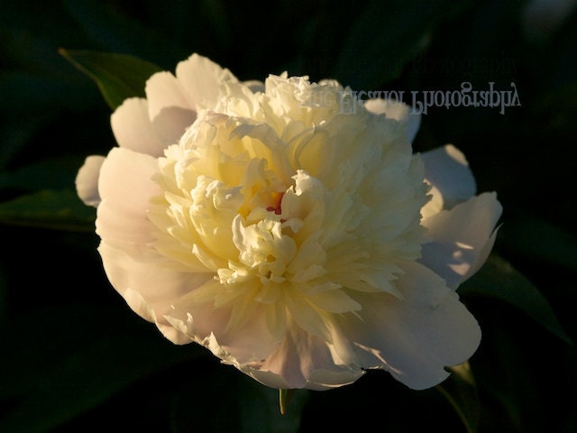 Flower photograph "Peony all a-glow"  9" x 12" art print, romantic, soft cream and pink