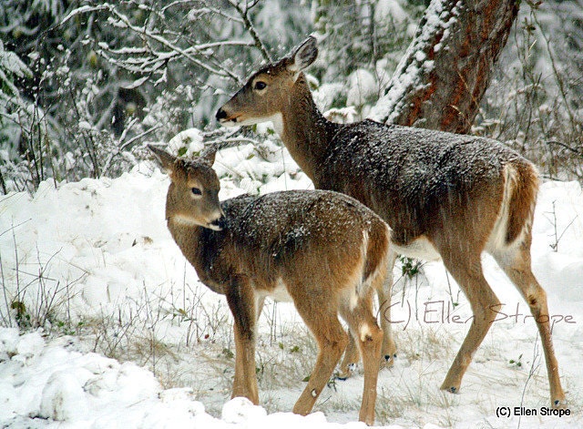 Fawn Snow