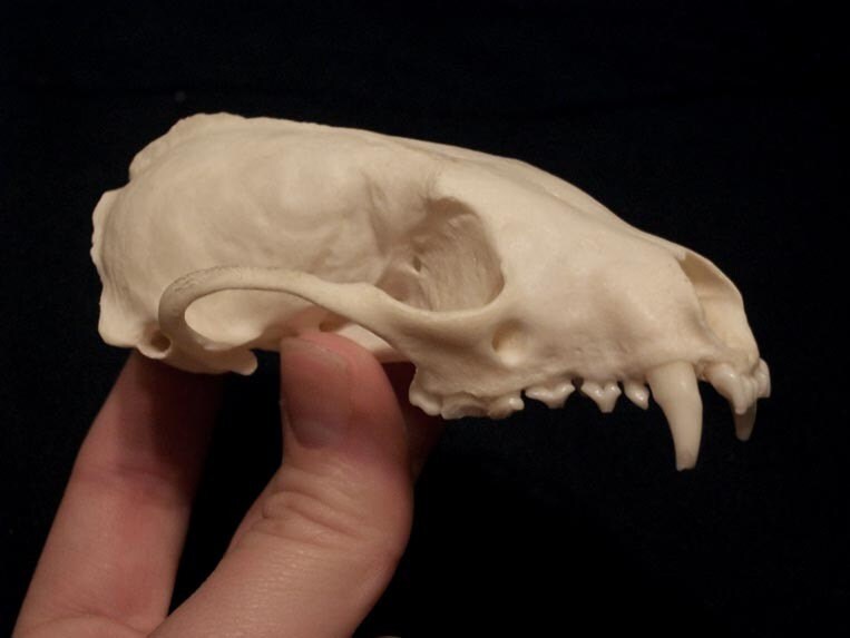 Pine Marten Skull