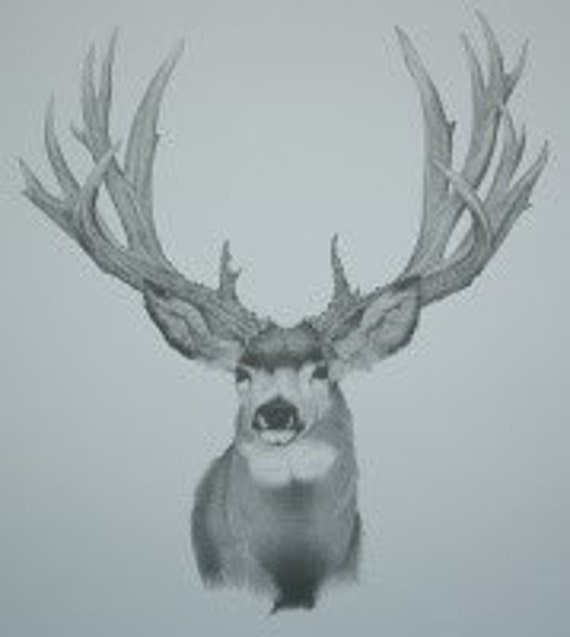 Mule Deer Sketch