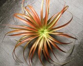 Tillandsia brachycaulos 'miniata' // Home and Living // Great for Terrariums // Nursery Plant