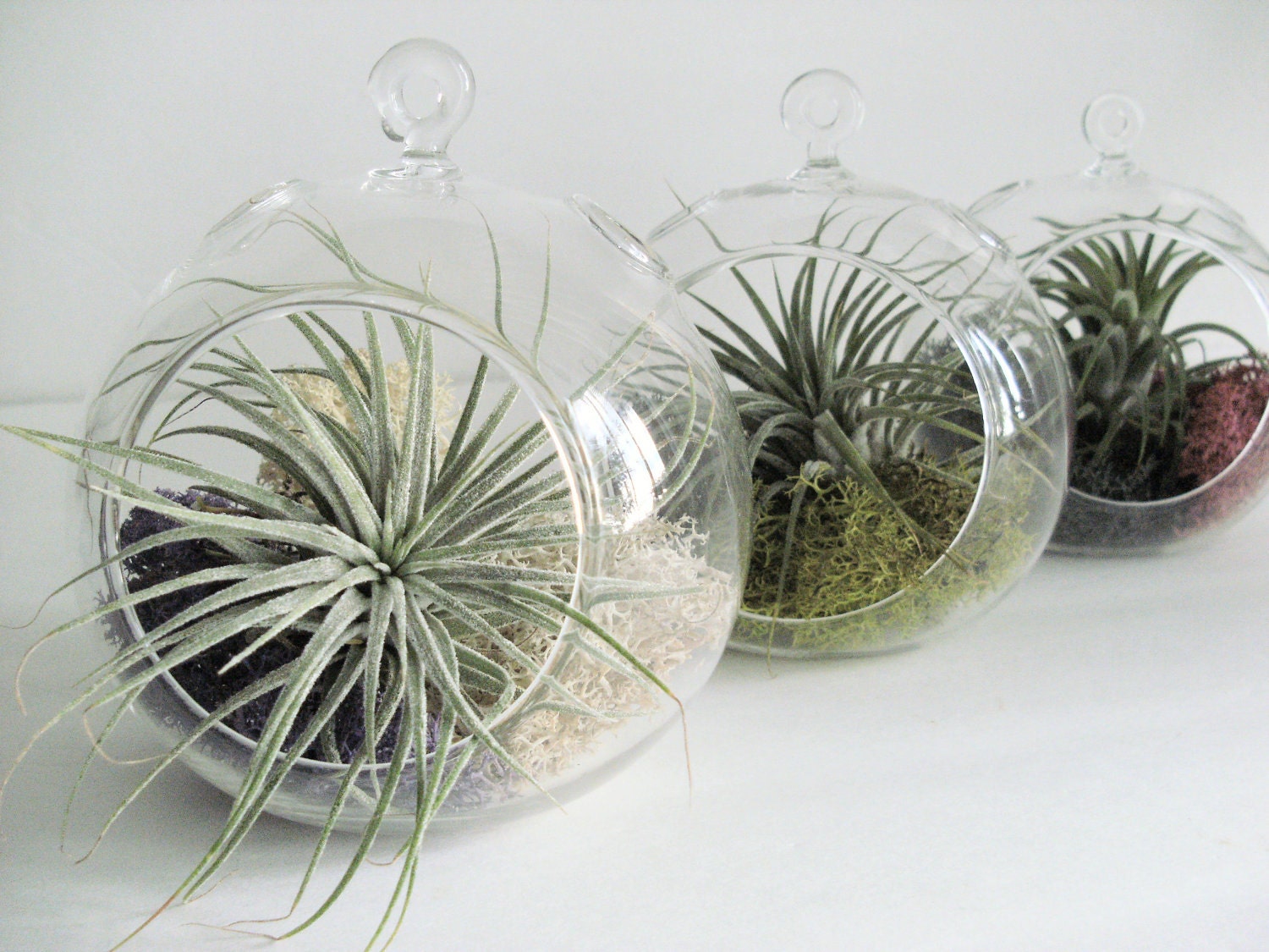 Small Hanging Air Plant Terrarium -Your Choice of Moss Colors- 4.5 inches