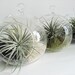 Small Hanging Air Plant Terrarium -Your Choice of Moss Colors- 4.5 inches