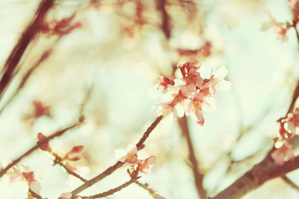 Cherry Blossoms spring botanical blooms soft dreamy - 8x12 photography art print by Dawn Smith