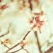 Cherry Blossoms spring botanical blooms soft dreamy - 8x12 photography art print by Dawn Smith