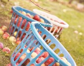 Apples