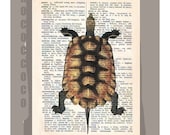 TURTLE -ARTWORK  printed on Repurposed Vintage Dictionary page -Upcycled Book Print
