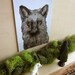 Illustrated Silver Fox Postcard - A Tender Moment