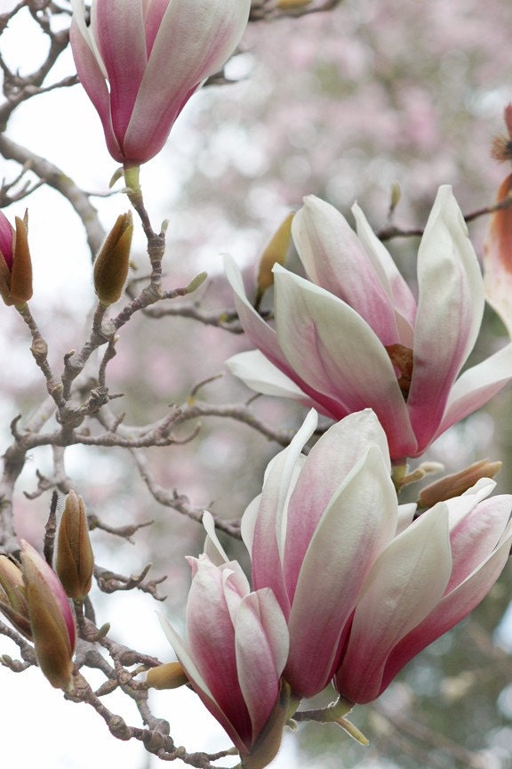 Sweet Magnolias -  fine art nature photography -  Sweet Magnolia flowers in full bloom with accent colors of pink and green bokeh. 8x12