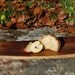 Wine Stave Cheese and Charcuterie Board