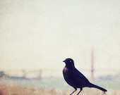 Just stopping by  - Fine Art photograph of a little black bird photograph nature photography San Francisco 5x5 print