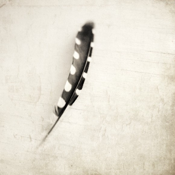 Plume - Black and White Photography . minimalist . feather