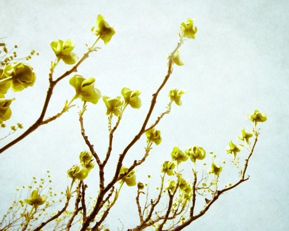 Dogwood branches - Fine Art Nature botanical photograph green pale blue 8x10