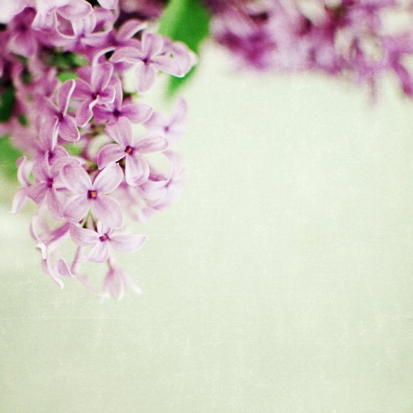 Hint of Lilac - spring photography flower wall art photography - fine art photo  - minimal art print - pale lavender decor cream  8x8 print