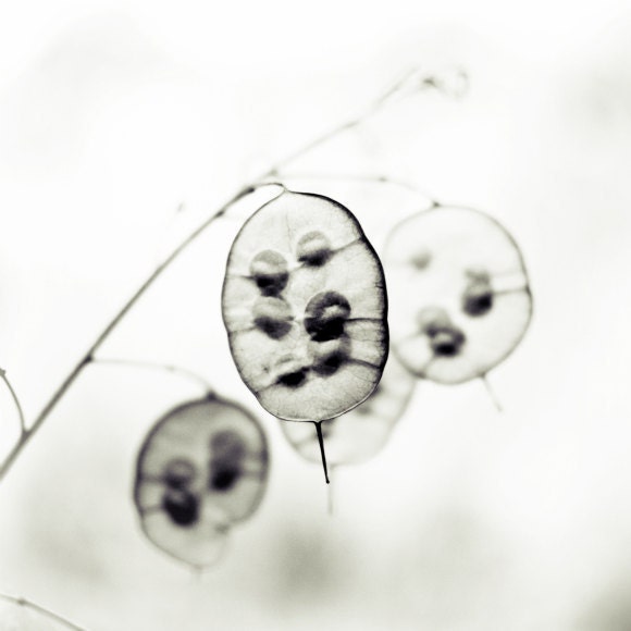 Lunaria . black and white photograph . Botanical Art . black white Photography print . minimalist . modern .  8x8 print