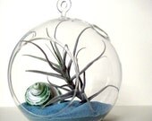 Sky Blue Paleacea Air Plant Terrarium